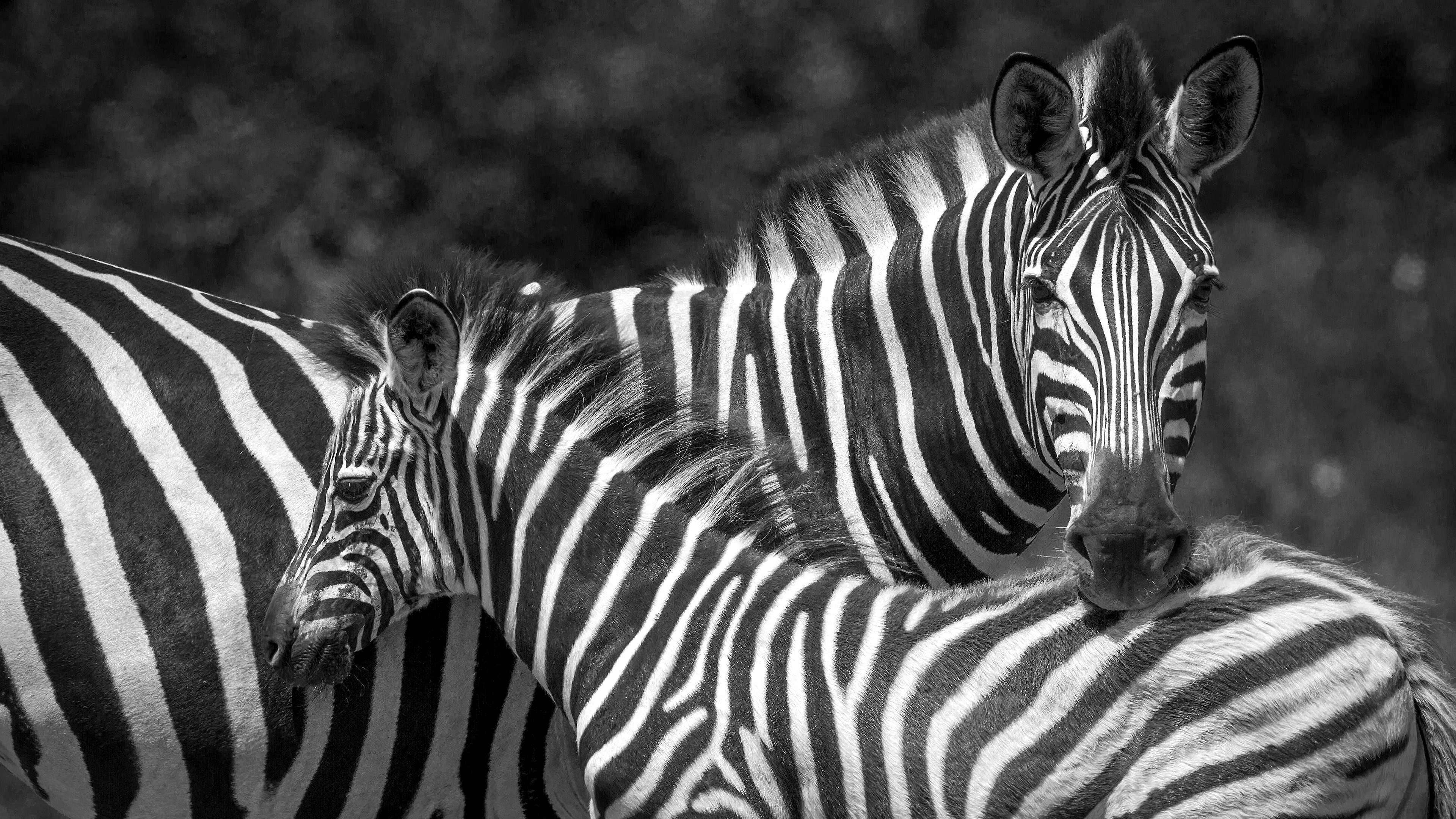 Hair styling Made Easy